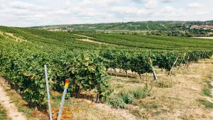 La stagione dei contratti brevi nelle valli del vino